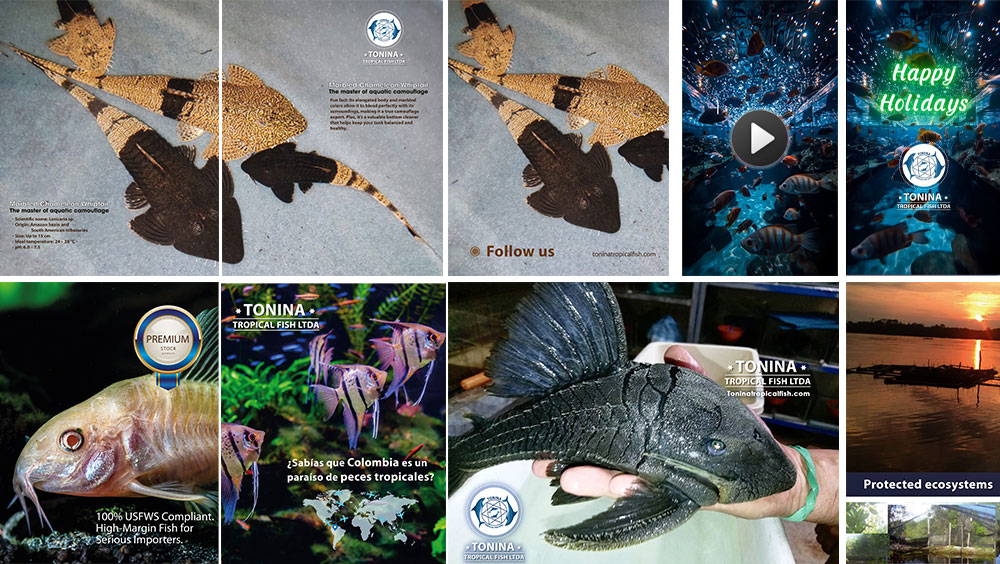 diseño de campañas publicitarias para empresas b2b b2c Bogotá Colombia